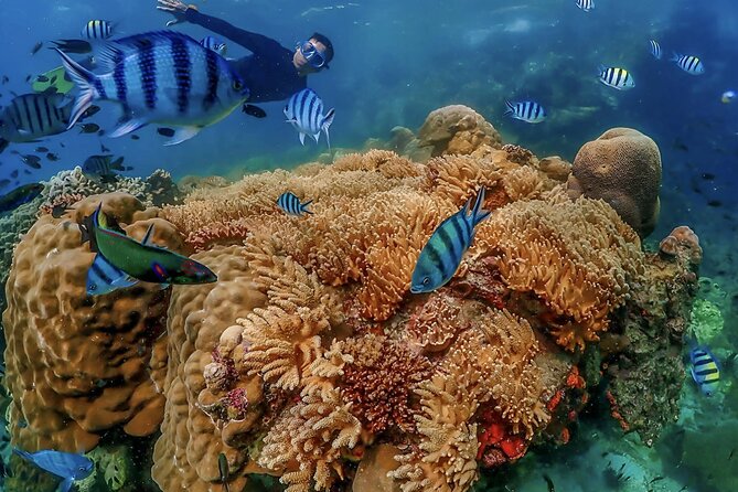 Pattaya : Finding Nemo Tour by Private Speedboat - Tour Highlights