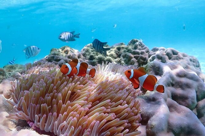 Pattaya : Finding Nemo Tour by Private Speedboat - The Sum Up