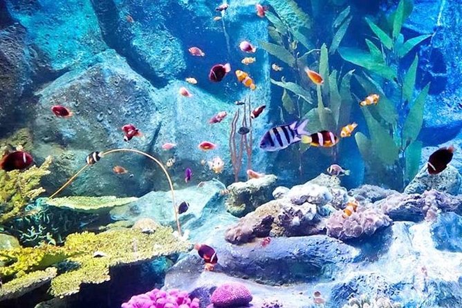 PATTAYA: Join Tour Under Water World Pattaya - Cancellation and Additional Information