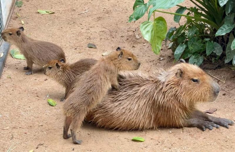 Pattaya: Khao Kheow Zoo & J-Park Japanese Village Day Trip - Final Thoughts: Is This Tour Worth It?