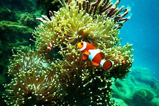 Pattaya Padi DSD (Beginner Diver) - Health and Safety Considerations