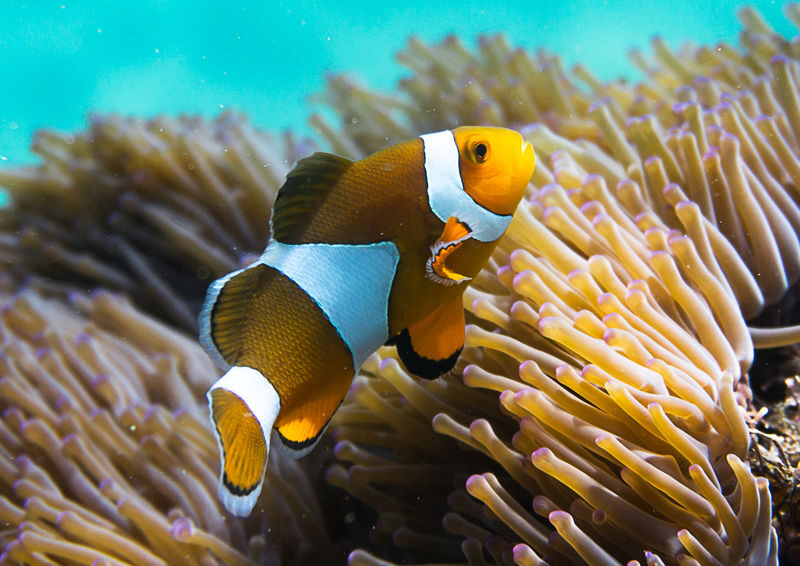 Pattaya Snorkel Adventure with PADI 5 Star dive center - Two coral islands, with the sites chosen that morning