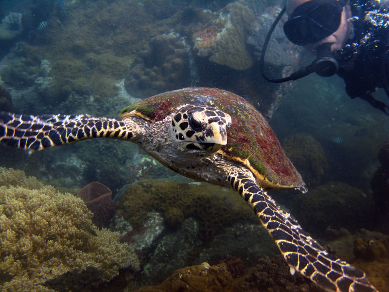 Pattaya Snorkel Adventure with PADI 5 Star dive center - Beginner support and group size