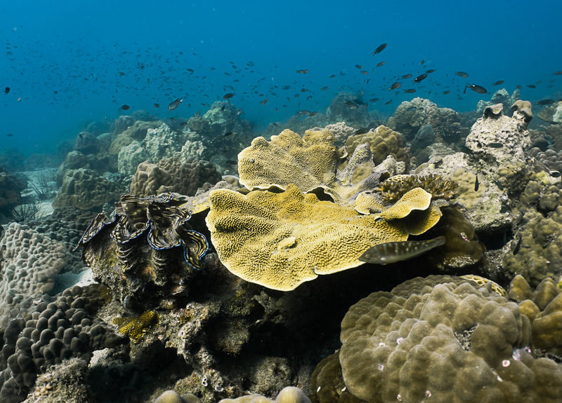 Pattaya Snorkel Adventure with PADI 5 Star dive center - What the $55.05 starting price covers
