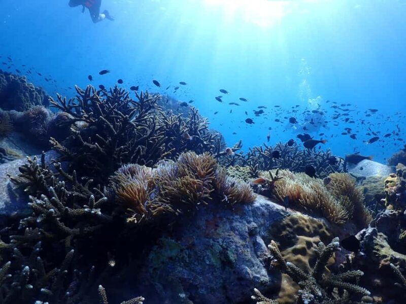 Pattaya: Snorkeling and Scuba Diving (For First Timer) - Water Transport: The 30-Minute Boat Ride