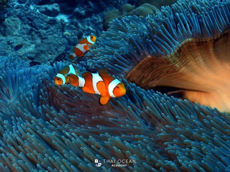 Pattaya: Snorkeling and Scuba Diving (For First Timer) - Good To Know