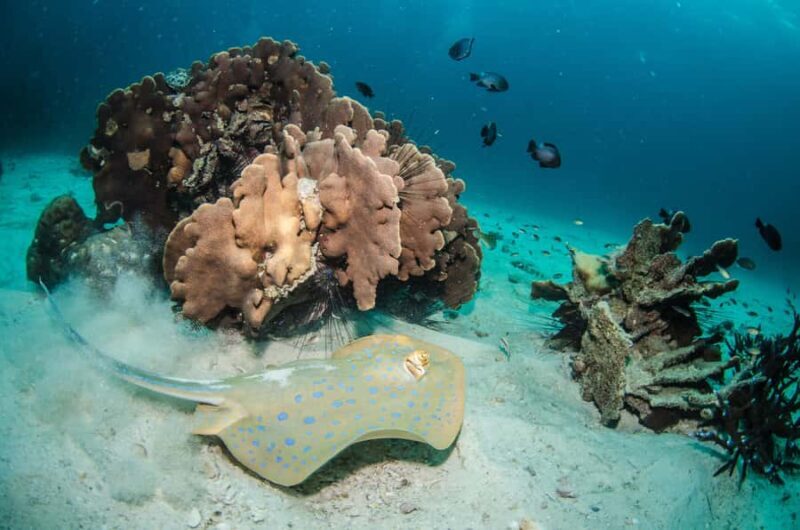 Pattaya: Snorkeling and Scuba Diving (For First Timer) - The Experience Breakdown