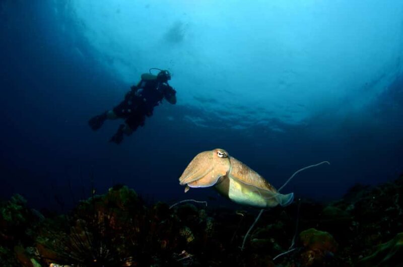 Pattaya: Snorkeling and Scuba Diving (For First Timer) - Practical Details and Value