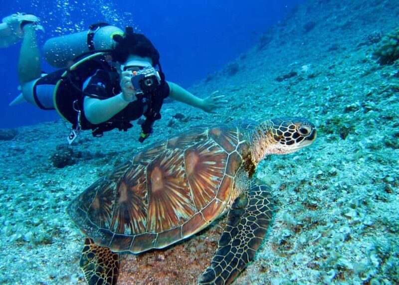 Pattaya: Snorkeling or Beginner Scuba Diving Tour with lunch - Good To Know