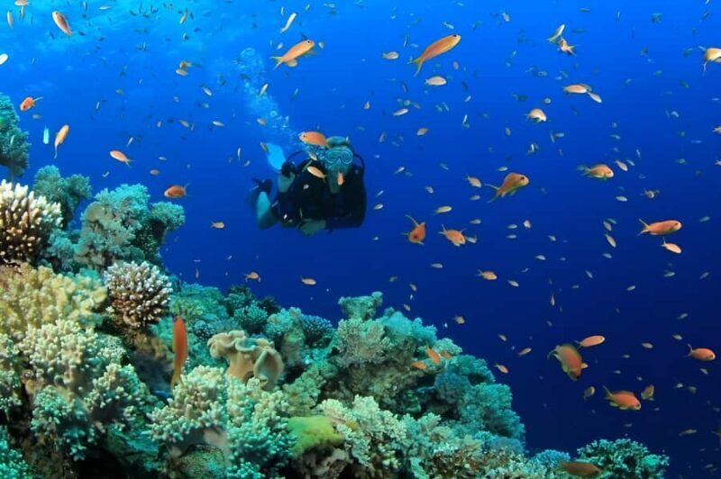 Pattaya: Snorkeling or Beginner Scuba Diving Tour with lunch - Who Should Consider This Experience?