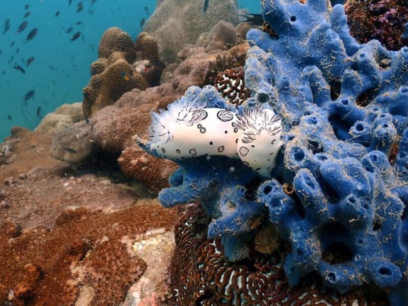 Pattaya: Try Dive with 2 Ocean Dives (For First Timer) - Good To Know