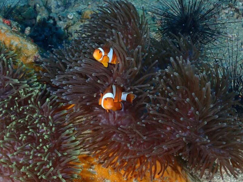 Pattaya: Try Dive with 2 Ocean Dives (For First Timer) - Who Will Love This Experience?