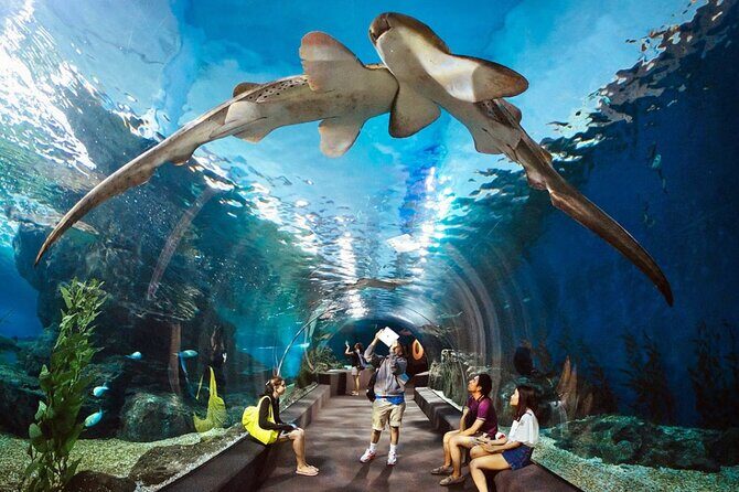 Pattaya Underwater World Admission Ticket - Exploring the Pattaya Underwater World Admission Ticket: An Authentic Marine Adventure