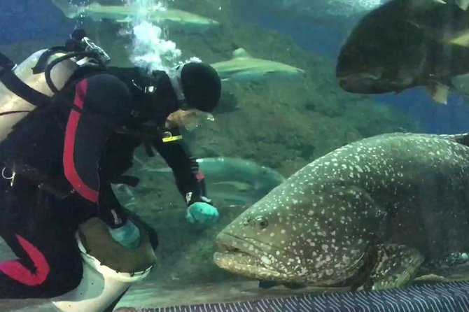Pattaya Underwater World Admission Ticket With Return Transfer - Common Questions