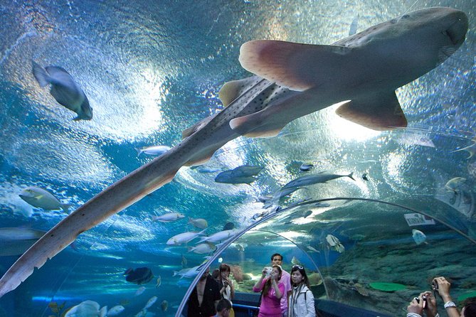 Pattaya Underwater World Admission Ticket With Return Transfer - The Sum Up