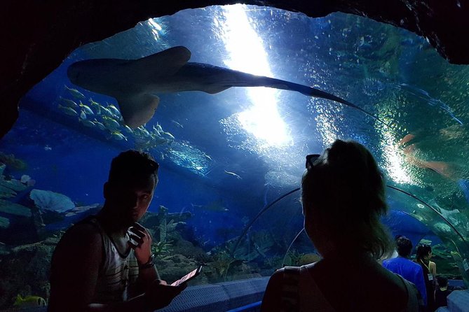 Pattaya Underwater World - Discover Ocean Treasures - Glass-Domed Observation Tunnel