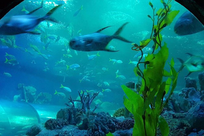 Pattaya Underwater World - Discover Ocean Treasures - Reviews and Ratings From Visitors