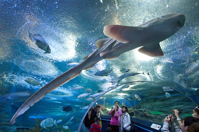 Pattaya Underwater World Tickets - Overview and Features