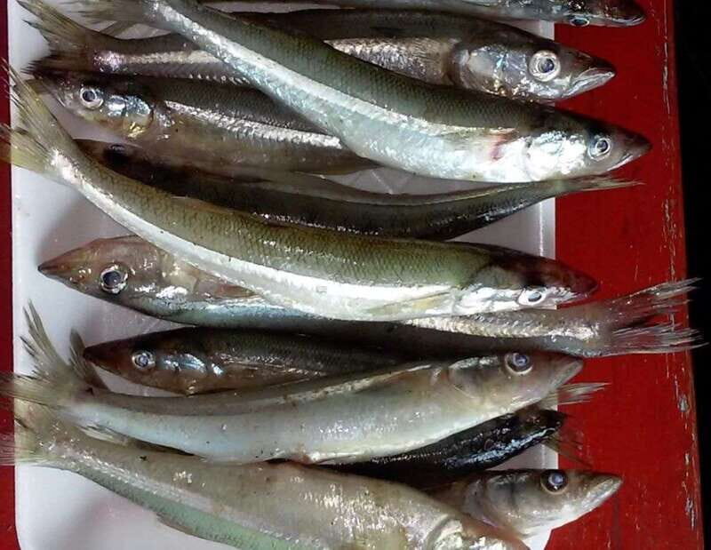 Patzcuaro: Gastronomy Tour - A Deep Dive into the Gastronomy Experience