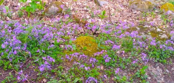 Peaceful Side of The Smokies: 1882 Historic Schoolhouse - Frequently Asked Questions