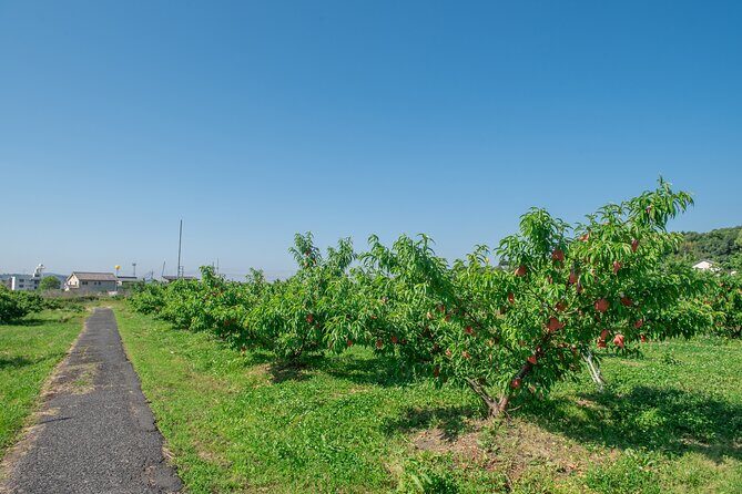 Peach Farm Walk & Farming Experience with a Peach Drink - FAQs