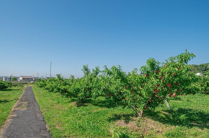 Peach Farm Walk & Farming Experience with a Peach Drink - FAQs