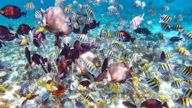 Pearl Island Beach: Full-day Snorkelling with Lunch - Exploring the Pearl Island Beach: Full-day Snorkelling with Lunch