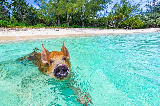 Pearl Island Swimming Pigs & Beach Adventure - Essential Information for Pearl Island Adventure