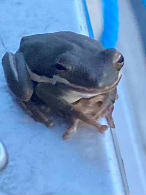 Pearlington: Devil's Swamp Eco Walking Tour - Good To Know