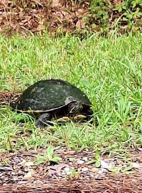 Pearlington: Devil's Swamp Eco Walking Tour - An In-Depth Look at the Devil’s Swamp Eco Walking Tour