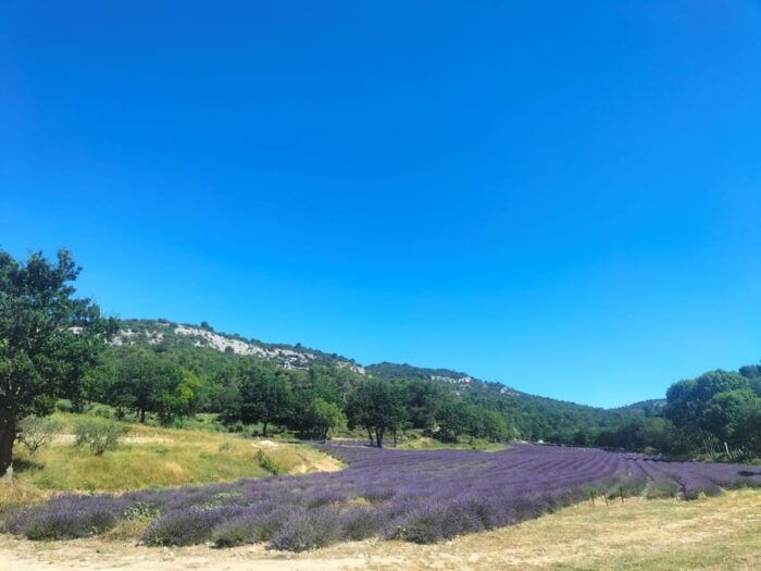 Pearls of Luberon: Gordes, Rousillon & Senanque Private Trip - Visiting Sénanque Abbey