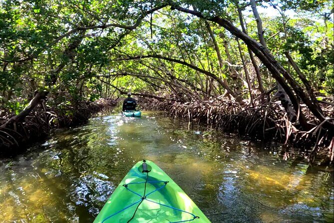 Pedal Kayak Mangrove Tunnel Tour in Bradenton - Why This Tour Offers Great Value