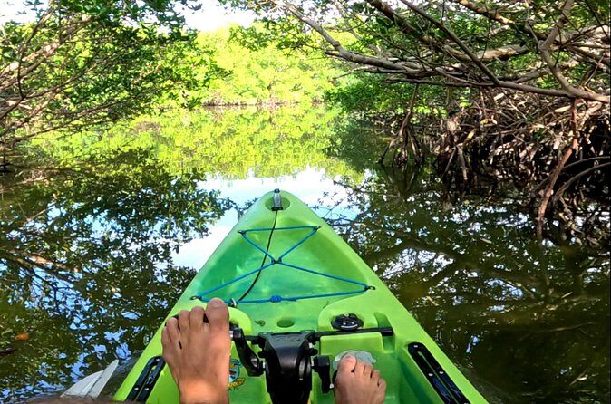 Pedal Kayak Mangrove Tunnel Tour in Bradenton - Final Thoughts: Who Will Love This Tour?