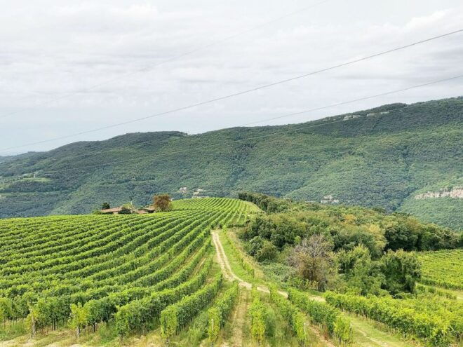 Pedemonte: Valpolicella Tour and Tasting of Regional 4 Wines - Booking Information