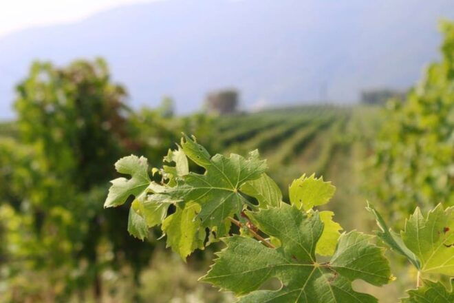 Pedemonte: Valpolicella Tour and Tasting of Regional 4 Wines - Frequently Asked Questions