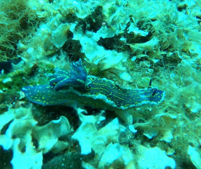 Pefkochori: Snorkeling Trip in Halkidiki-Kassndra - An In-Depth Look at the Snorkeling Trip Experience