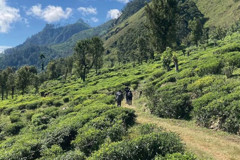 Pekoe Trail 18-22: Guided 7 Day Trail with Hotels &Transfers - The Value of This Tour