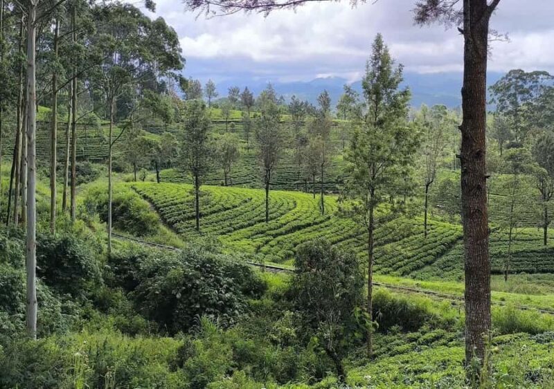 Pekoe Trail 6-9: Guided 6 Day Trail with Hotels & Transfers - A Deep Dive into the Pekoe Trail Experience