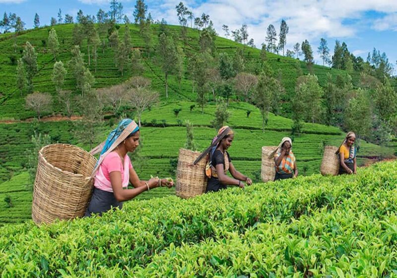 Pekoe Trail 6-9: Guided 6 Day Trail with Hotels & Transfers - The Itinerary in Detail: What to Expect Each Day