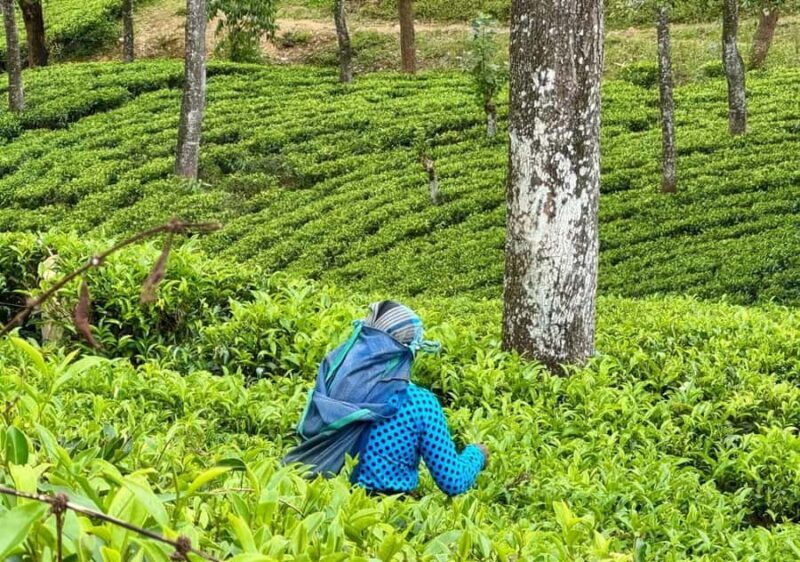 Pekoe Trail Stage 4 Guided Hike (Tawalantenne-Pundaluoya) - An In-Depth Look at the Pekoe Trail Stage 4 Experience