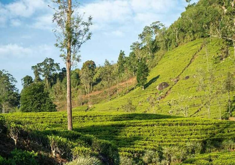 Pekoe Trail Stage 6 Guided Hike (Watagoda-Kotagala) - Analyzing the Value