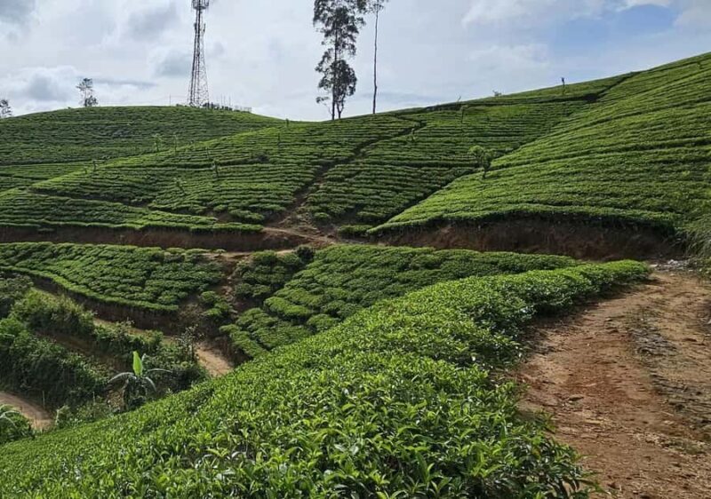 Pekoe Trail Stage 7 Guided Hike (Kotagala-Norwood) - An Authentic Walk Through Sri Lanka’s Tea Country