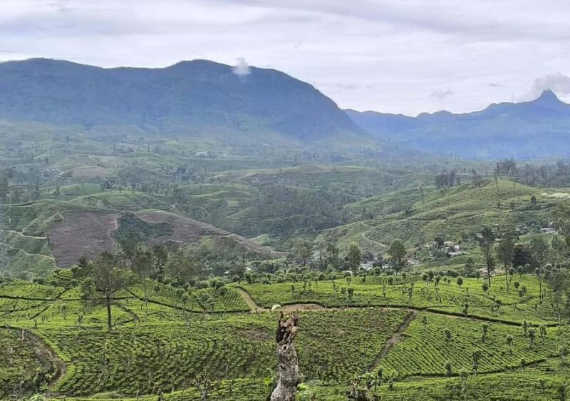 Pekoe Trail Stage 8 Guided Hike (Norwood-Bogawantalawa) - In-Depth Look at the Pekoe Trail Stage 8 Guided Hike