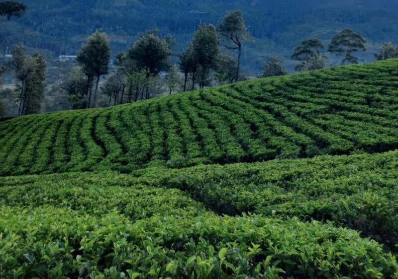 Pekoe Trail Stage 8 Guided Hike (Norwood-Bogawantalawa) - Final Thoughts