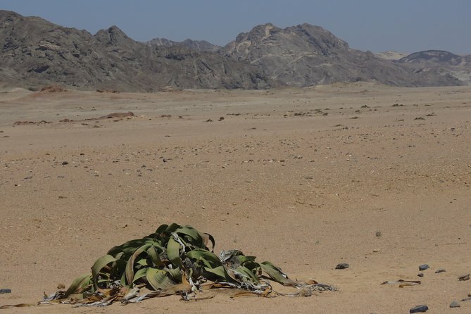 Pelgrim Tours - Moon Landscape & Welwitschia Mirabilis Tour - Good To Know