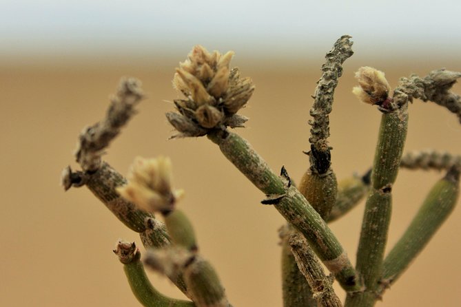 Pelgrim Tours - Moon Landscape & Welwitschia Mirabilis Tour - Location Details
