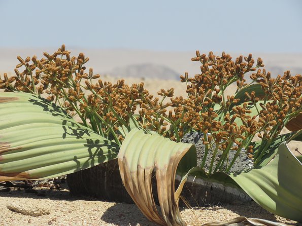 Pelgrim Tours - Moon Landscape & Welwitschia Mirabilis Tour - Pickup and Meeting Information