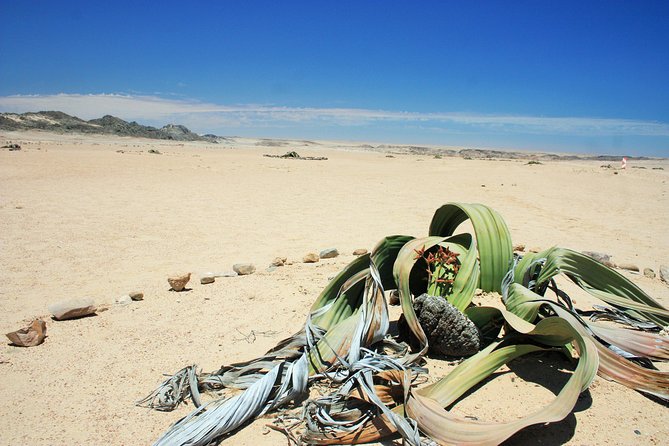 Pelgrim Tours - Moon Landscape & Welwitschia Mirabilis Tour - Booking Details