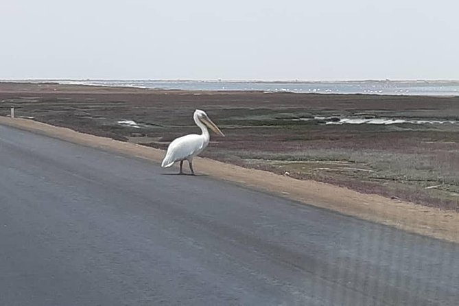 Pelican Point Seal Colony 4x4 Tour - Tour Features