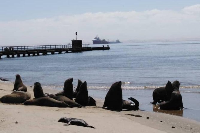 Pelican Point Seal Colony 4x4 Tour - Tour Experience